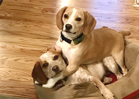 Entry image for Barkley & Cooper (TBR Joker & Snoop Dogg). Clicking this image will show a larger photo