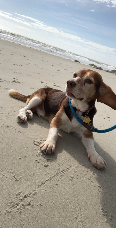 Entry image for Sulley. Clicking this image will show a larger photo