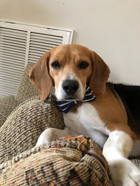 Entry image for Casper. Clicking this image will show a larger photo