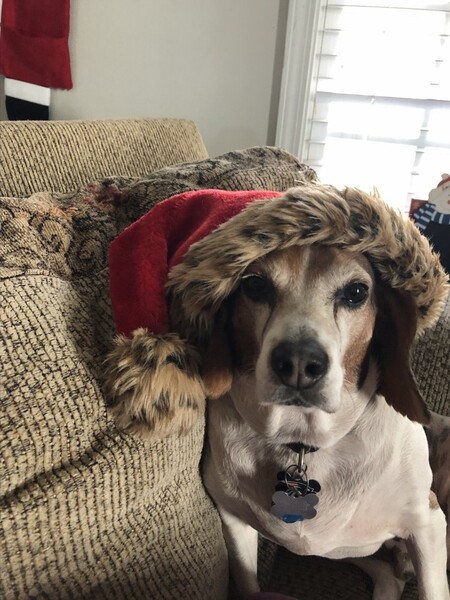 Entry image for Ozzy (TBR Kevin). Clicking this image will show a larger photo