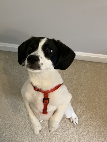 Entry image for Snoopy. Clicking this image will show a larger photo