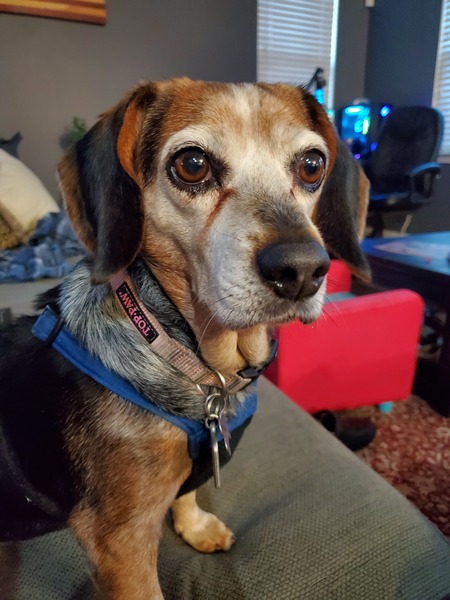 Entry image for Destiny . Clicking this image will show a larger photo