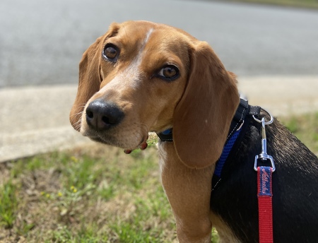 Entry image for Penny. Clicking this image will show a larger photo