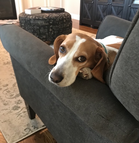 Entry image for Ziggy. Clicking this image will show a larger photo