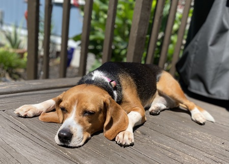 Entry image for Ma Bell. Clicking this image will show a larger photo