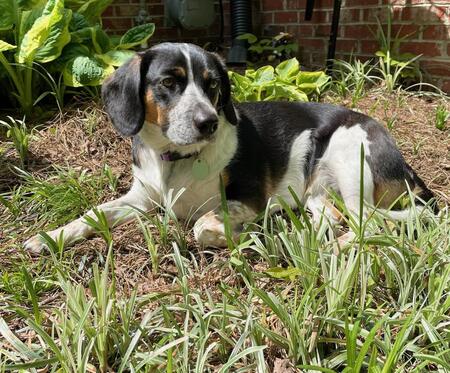 Entry image for Dixie. Clicking this image will show a larger photo