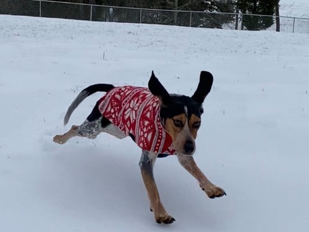 Entry image for Tolly. Clicking this image will show a larger photo