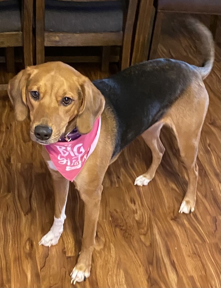 Entry image for Piper . Clicking this image will show a larger photo