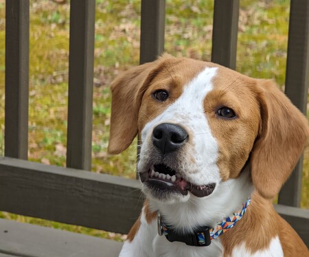 Entry image for Shoney. Clicking this image will show a larger photo