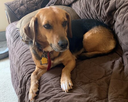 Entry image for Lacey. Clicking this image will show a larger photo