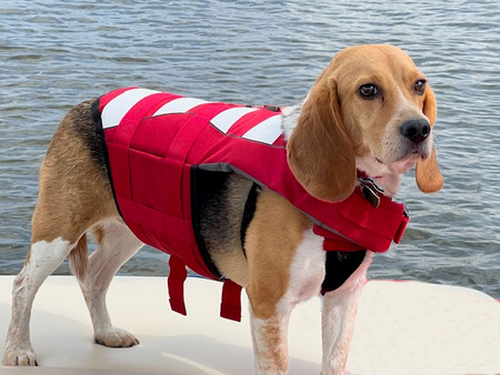 Entry image for Finn. Clicking this image will show a larger photo