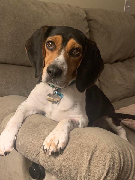 Entry image for Gunner. Clicking this image will show a larger photo