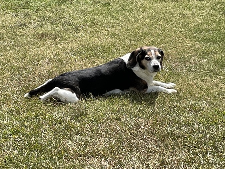 Entry image for Ranger. Clicking this image will show a larger photo