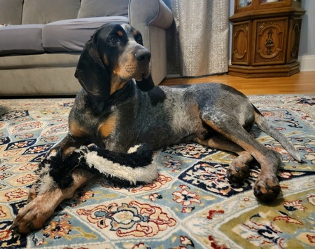 Entry image for Elvis. Clicking this image will show a larger photo