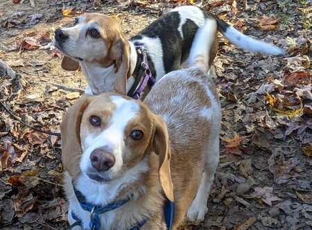 Entry image for Chloe and Berry. Clicking this image will show a larger photo