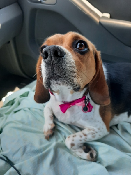 Entry image for Ivy. Clicking this image will show a larger photo