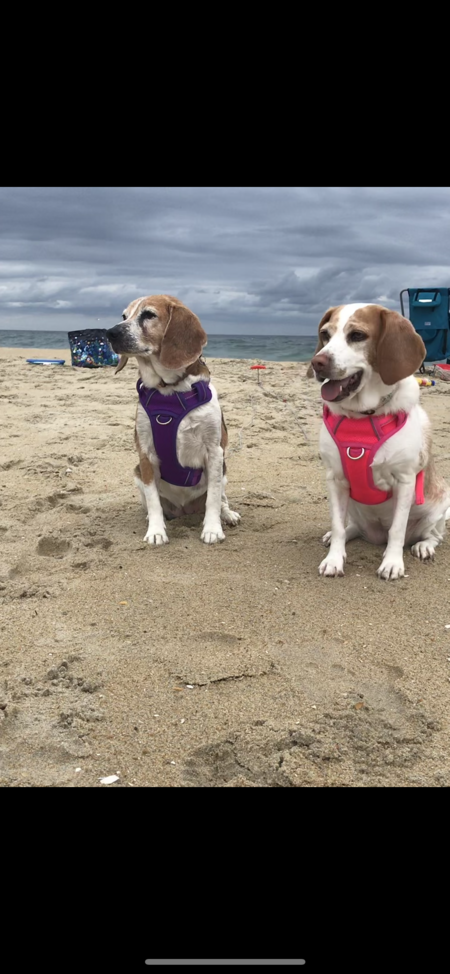 Entry image for Marley & Sadie . Clicking this image will show a larger photo