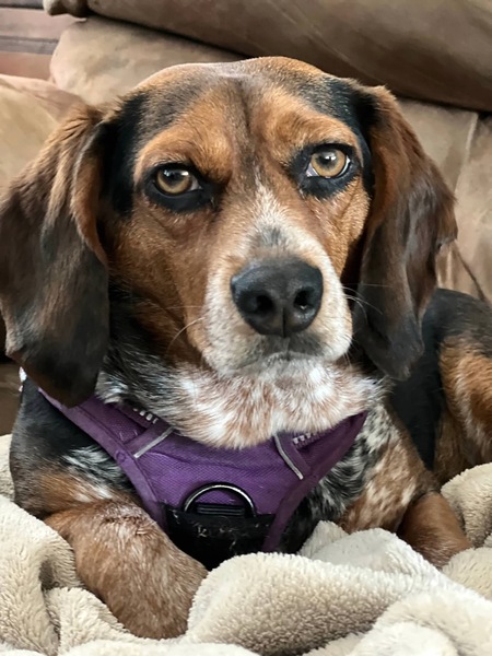 Entry image for Maggie Lou (MaLu). Clicking this image will show a larger photo