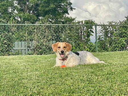 Entry image for Margarita Roberta Petunia - "Maggie". Clicking this image will show a larger photo