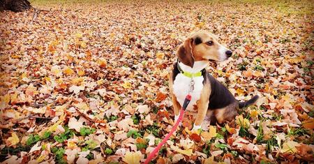 Entry image for Max. Clicking this image will show a larger photo