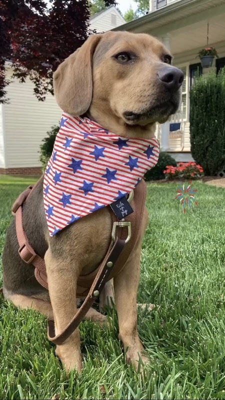 Entry image for Hazel Basil. Clicking this image will show a larger photo