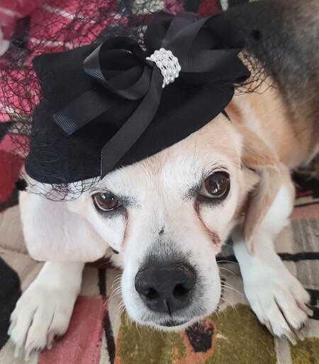 Entry image for Diva Tessy. Clicking this image will show a larger photo