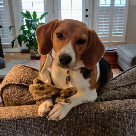 Entry image for Luna. Clicking this image will show a larger photo