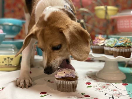 Entry image for Marigold. Clicking this image will show a larger photo