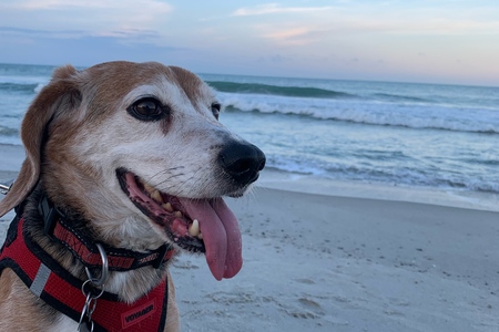 Entry image for Dave. Clicking this image will show a larger photo