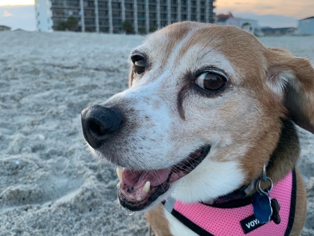 Entry image for Pippa. Clicking this image will show a larger photo