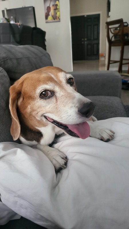 Entry image for Brio. Clicking this image will show a larger photo