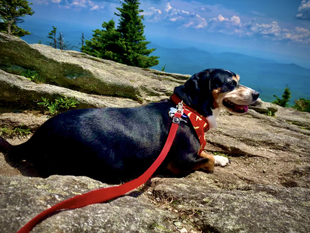 Entry image for Bailey. Clicking this image will show a larger photo