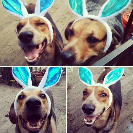 Entry image for Arlo & Clem. Clicking this image will show a larger photo