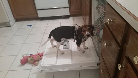 Entry image for Millie. Clicking this image will show a larger photo