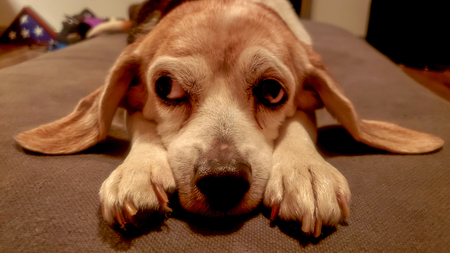 Entry image for Madison "Ms. Maddie". Clicking this image will show a larger photo