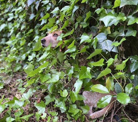 Entry image for Rosie. Clicking this image will show a larger photo