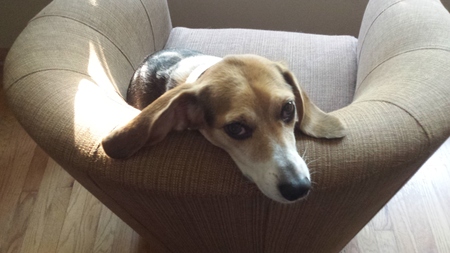 Entry image for Allie. Clicking this image will show a larger photo