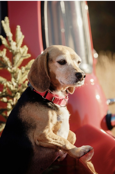 Entry image for Autumn . Clicking this image will show a larger photo