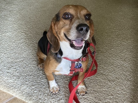 Entry image for Adoberto. Clicking this image will show a larger photo