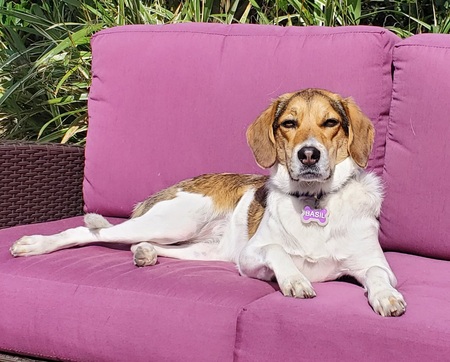 Entry image for Basil. Clicking this image will show a larger photo