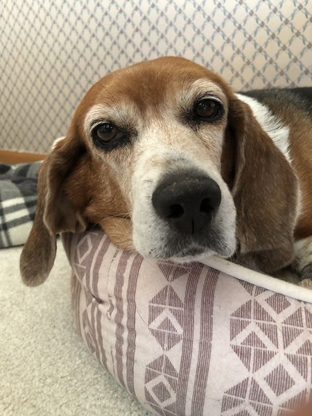 Entry image for Henrietta . Clicking this image will show a larger photo