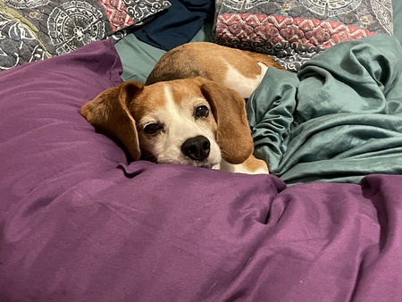 Entry image for Willa. Clicking this image will show a larger photo