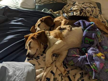 Entry image for Lainey and Barkley . Clicking this image will show a larger photo