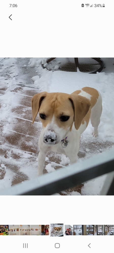 Entry image for Willow . Clicking this image will show a larger photo