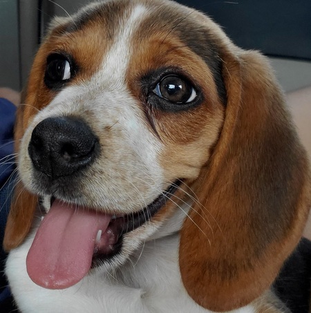 Entry image for Pumpkin. Clicking this image will show a larger photo