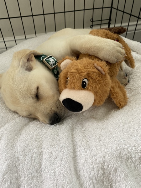 Entry image for Jet. Clicking this image will show a larger photo