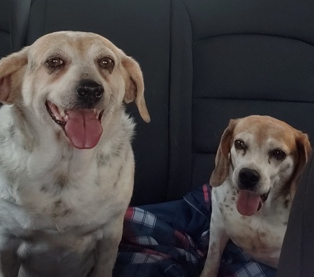 Entry image for Ellie and Houdini. Clicking this image will show a larger photo