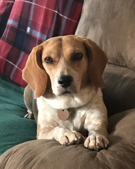 Entry image for Pepper. Clicking this image will show a larger photo