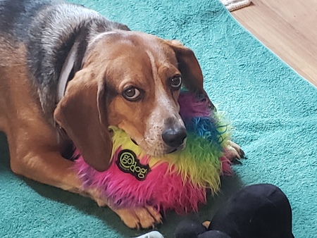 Entry image for Benny. Clicking this image will show a larger photo