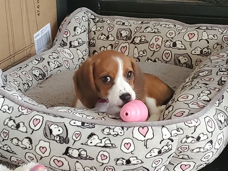 Entry image for Belle. Clicking this image will show a larger photo